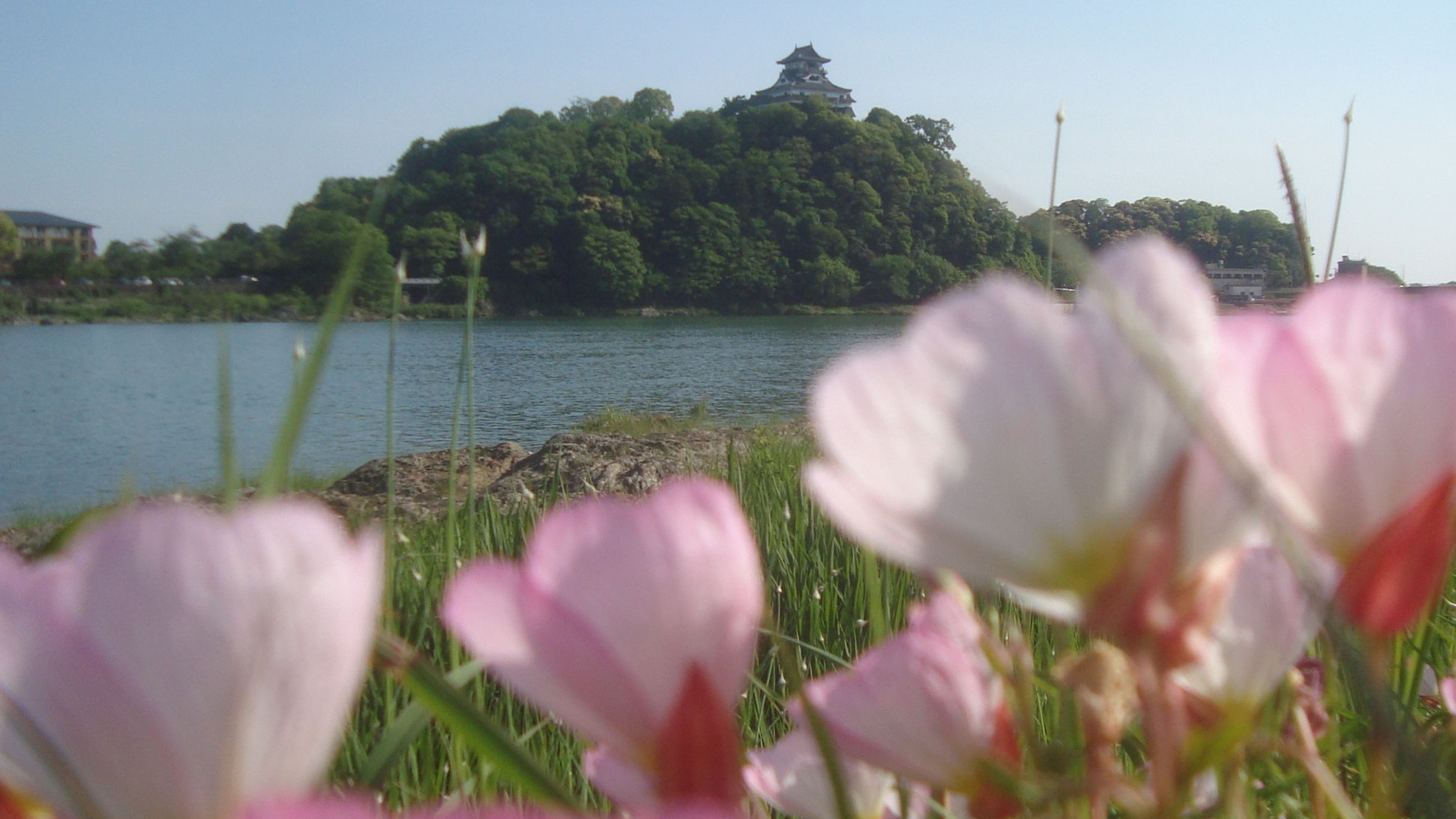 ピンク花とお城